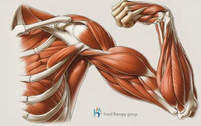 Let’s talk tendons